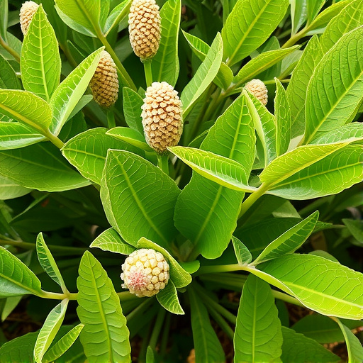 Botanika, Příroda, Zdraví: mimosa pudica